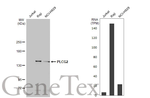 Various whole cell extracts (30 μg) were separated by 5% SDS-PAGE, and the membrane was blotted with PLCG2 antibody (GTX111178) diluted at 1:1000. The HRP-conjugated anti-rabbit IgG antibody (GTX213110-01) was used to detect the primary antibody. Corresponding RNA expression data for the same cell lines are based on Human Protein Atlas program.