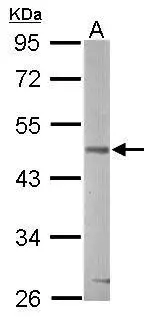 Sample (50 μg of whole cell lysate) A: mouse brain 10% SDS PAGE GTX111192 diluted at 1:3000 The HRP-conjugated anti-rabbit IgG antibody (GTX213110-01) was used to detect the primary antibody.