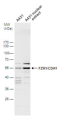 A431 whole cell and nuclear extracts (30 μg) were separated by 10% SDS-PAGE, and the membrane was blotted with FZR1/CDH1 antibody (GTX111200) diluted at 1:1000.