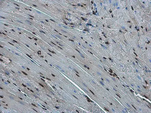 FZR1 antibody detects FZR1 protein at nucleus in mouse heart by immunohistochemical analysis. Sample: Paraffin-embedded mouse heart. FZR1 antibody (GTX111200) diluted at 1:500. 
 Antigen Retrieval: Citrate buffer, pH 6.0, 15 min