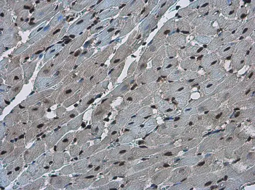 FZR1 antibody detects FZR1 protein at nucleus in rat heart by immunohistochemical analysis. Sample: Paraffin-embedded rat heart. FZR1 antibody (GTX111200) diluted at 1:500. 
 Antigen Retrieval: Citrate buffer, pH 6.0, 15 min