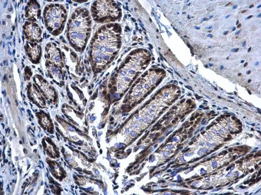 PRP19 antibody detects PRP19 protein at nucleus in mouse colon by immunohistochemical analysis. Sample: Paraffin-embedded mouse colon. PRP19 antibody (GTX111205) diluted at 1:500. 
 Antigen Retrieval: Citrate buffer, pH 6.0, 15 min