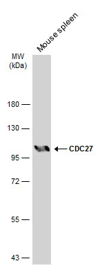 Mouse tissue extract (50 μg) was separated by 7.5% SDS-PAGE, and the membrane was blotted with CDC27 antibody (GTX111249) diluted at 1:500. The HRP-conjugated anti-rabbit IgG antibody (GTX213110-01) was used to detect the primary antibody, and the signal was developed with Trident ECL plus-Enhanced.