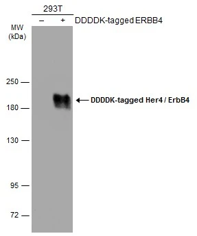 Non-transfected (–) and transfected (+) 293T whole cell extracts (30 μg) were separated by 5% SDS-PAGE, and the membrane was blotted with Her4 / ErbB4 antibody [C1C3] (GTX111276) diluted at 1:5000. The HRP-conjugated anti-rabbit IgG antibody (GTX213110-01) was used to detect the primary antibody.