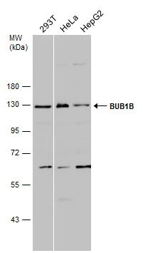 Various whole cell extracts (30 μg) were separated by 7.5% SDS-PAGE, and the membrane was blotted with BUB1B antibody [N2C1], Internal (GTX111289) diluted at 1:500.