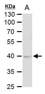 DUSP6 antibody [N2C3] detects DUSP6 protein by western blot analysis. A. 50 μg rat liver extract 10% SDS-PAGE DUSP6 antibody [N2C3] (GTX111292) dilution: 1:1000 The HRP-conjugated anti-rabbit IgG antibody (GTX213110-01) was used to detect the primary antibody.