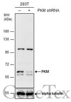 PKM antibody