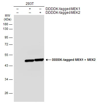 Non-transfected (–) and transfected (+) 293T whole cell extracts (30 μg) were separated by 10% SDS-PAGE, and the membrane was blotted with MEK1 + MEK2 antibody (GTX111338) diluted at 1:5000. The HRP-conjugated anti-rabbit IgG antibody (GTX213110-01) was used to detect the primary antibody. Non-transfected (–) and transfected (+) 293T whole cell extracts (30 μg) were separated by 10% SDS-PAGE, and the membrane was blotted with MEK1 + MEK2 antibody (GTX111338) diluted at 1:5000. The HRP-conjugated anti-rabbit IgG antibody (GTX213110-01) was used to detect the primary antibody.