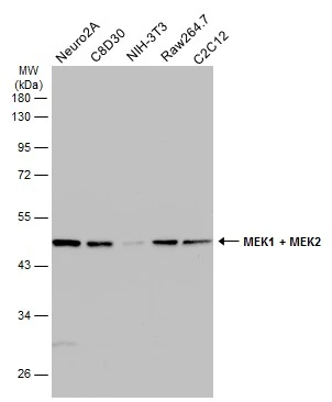 Various whole cell extracts (30 μg) were separated by 10% SDS-PAGE, and the membrane was blotted with MEK1 + MEK2 antibody (GTX111338) diluted at 1:500. The HRP-conjugated anti-rabbit IgG antibody (GTX213110-01) was used to detect the primary antibody. Various whole cell extracts (30 μg) were separated by 10% SDS-PAGE, and the membrane was blotted with MEK1 + MEK2 antibody (GTX111338) diluted at 1:500. The HRP-conjugated anti-rabbit IgG antibody (GTX213110-01) was used to detect the primary antibody.