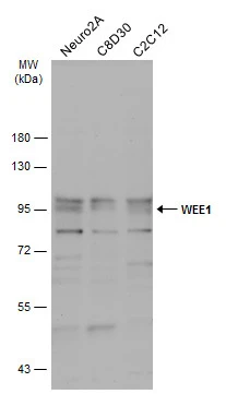 Various whole cell extracts (30 μg) were separated by 7.5% SDS-PAGE, and the membrane was blotted with WEE1 antibody [N3C2], Internal (GTX111392) diluted at 1:500. The HRP-conjugated anti-rabbit IgG antibody (GTX213110-01) was used to detect the primary antibody.