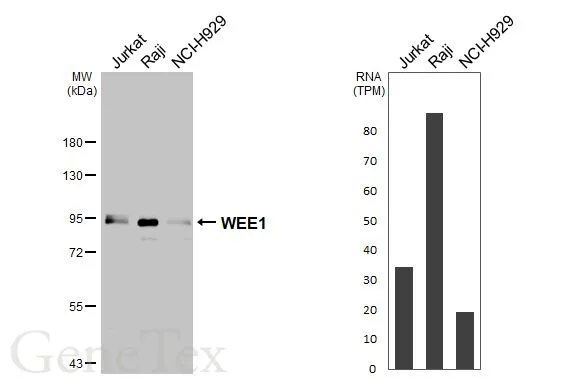 Various whole cell extracts (30 μg) were separated by 7.5% SDS-PAGE, and the membrane was blotted with WEE1 antibody [N3C2], Internal (GTX111392) diluted at 1:1000. The HRP-conjugated anti-rabbit IgG antibody (GTX213110-01) was used to detect the primary antibody. Corresponding RNA expression data for the same cell lines are based on Human Protein Atlas program.