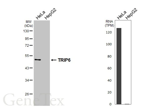 Various whole cell extracts (30 μg) were separated by 10% SDS-PAGE, and the membrane was blotted with TRIP6 antibody [N3C3] (GTX111504) diluted at 1:500. The HRP-conjugated anti-rabbit IgG antibody (GTX213110-01) was used to detect the primary antibody. Corresponding RNA expression data for the same cell lines are based on Human Protein Atlas program.