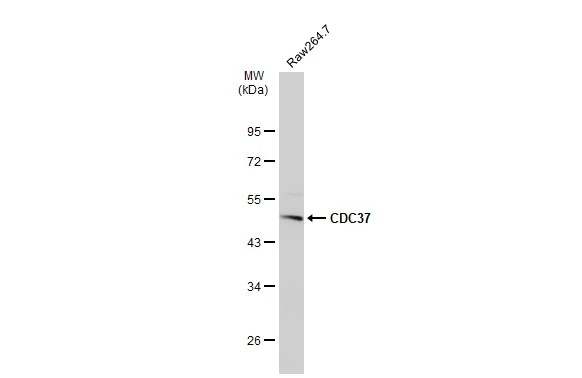 Whole cell extract (30 μg) was separated by 10% SDS-PAGE, and the membrane was blotted with CDC37 antibody (GTX111510) diluted at 1:1000. The HRP-conjugated anti-rabbit IgG antibody (GTX213110-01) was used to detect the primary antibody.