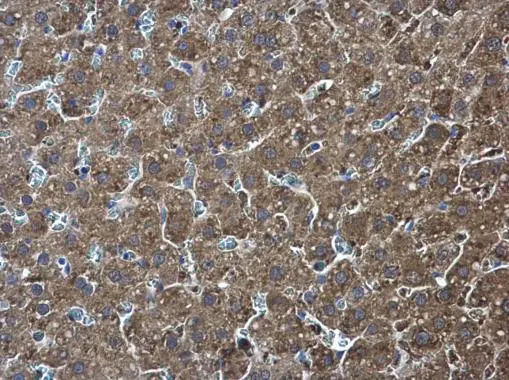 Pyruvate Kinase (liver/RBC) antibody detects Pyruvate Kinase (liver/RBC) protein at cytoplasm in rat liver by immunohistochemical analysis. Sample: Paraffin-embedded rat liver. Pyruvate Kinase (liver/RBC) antibody (GTX111536) diluted at 1:500. 
 Antigen Retrieval: Citrate buffer, pH 6.0, 15 min