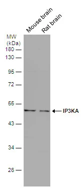 IP3KA antibody [N2C3]