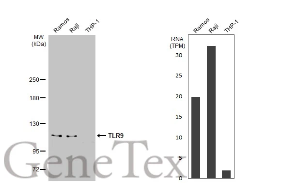 Various whole cell extracts (30 μg) were separated by 5% SDS-PAGE, and the membrane was blotted with TLR9 antibody [N1N2], N-term (GTX111547) diluted at 1:1000. The HRP-conjugated anti-rabbit IgG antibody (GTX213110-01) was used to detect the primary antibody. Corresponding RNA expression data for the same cell lines are based on Human Protein Atlas program.