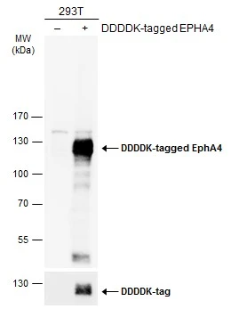 Non-transfected (–) and transfected (+) 293T whole cell extracts (30 μg) were separated by 7.5% SDS-PAGE, and the membrane was blotted with EphA4 antibody [N3C2-2], Internal (GTX111602) diluted at 1:5000. The HRP-conjugated anti-rabbit IgG antibody (GTX213110-01) was used to detect the primary antibody.