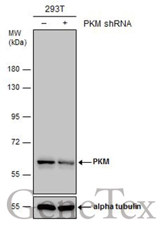 PKM antibody