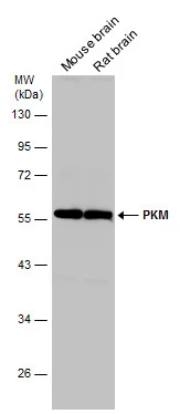 PKM antibody