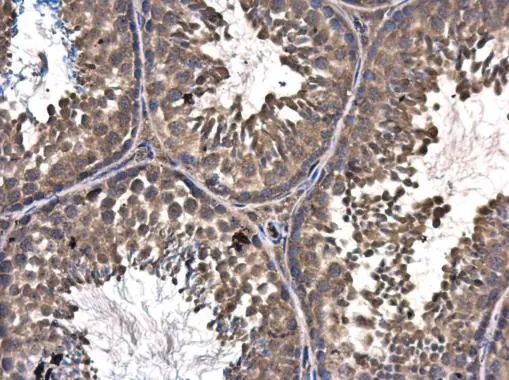 ASZ1 antibody detects ASZ1 protein at cytoplasm in mouse testis by immunohistochemical analysis. Sample: Paraffin-embedded mouse testis. ASZ1 antibody (GTX111618) diluted at 1:500. 
 Antigen Retrieval: Citrate buffer, pH 6.0, 15 min