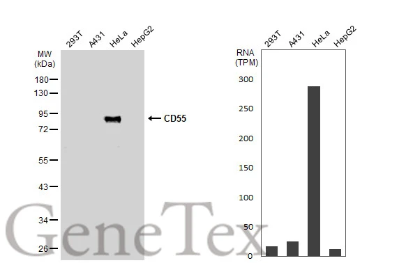 CD55 antibody [N2C3-2]