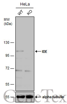 Wild-type (WT) and IDE knockout (KO) HeLa cell extracts (30 μg) were separated by 7.5% SDS-PAGE, and the membrane was blotted with IDE antibody [N1N2], N-term (GTX111663) diluted at 1:500. The HRP-conjugated anti-rabbit IgG antibody (GTX213110-01) was used to detect the primary antibody.