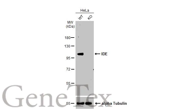 Wild-type (WT) and IDE Kip1 knockout (KO) HeLa cell extracts (30 μg) were separated by 7.5% SDS-PAGE, and the membrane was blotted with IDE antibody [N3C1], Internal (GTX111664) diluted at 1:1000. The HRP-conjugated anti-rabbit IgG antibody (GTX213110-01) was used to detect the primary antibody.