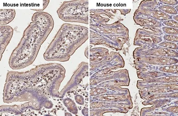 Ezrin antibody [N2C2], Internal detects Ezrin protein at cell membrane and cytoplasm by immunohistochemical analysis. Sample: Paraffin-embedded mouse tissue. Ezrin stained by Ezrin antibody [N2C2], Internal (GTX111709) diluted at 1:500. Antigen Retrieval: Citrate buffer, pH 6.0, 15 min