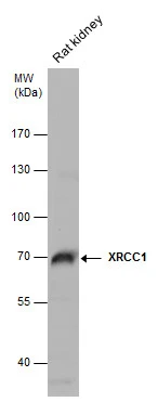 Rat tissue extract (50 μg) was separated by 7.5% SDS-PAGE, and the membrane was blotted with XRCC1 antibody [N1N3] (GTX111712) diluted at 1:500.