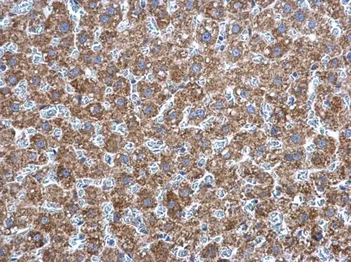 Adenylate kinase 2 antibody [N1C2] detects Adenylate kinase 2 protein at mitochondria in rat liver by immunohistochemical analysis. Sample: Paraffin-embedded rat liver. Adenylate kinase 2 antibody [N1C2] (GTX111726) diluted at 1:500. 
 Antigen Retrieval: Citrate buffer, pH 6.0, 15 min