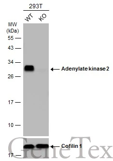 Wild-type (WT) and Adenylate kinase 2 knockout (KO) 293T cell extracts (30 μg) were separated by 12% SDS-PAGE, and the membrane was blotted with Adenylate kinase 2 antibody (GTX111737) diluted at 1:1000. The HRP-conjugated anti-rabbit IgG antibody (GTX213110-01) was used to detect the primary antibody.