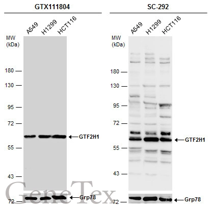 Various whole cell extracts (30 μg) were separated by 7.5% SDS-PAGE, and the membranes were blotted with GTF2H1 antibody [N1C1] (GTX111804) diluted at 1:1000 and competitor's antibody (SC-292) diluted by 1:200.