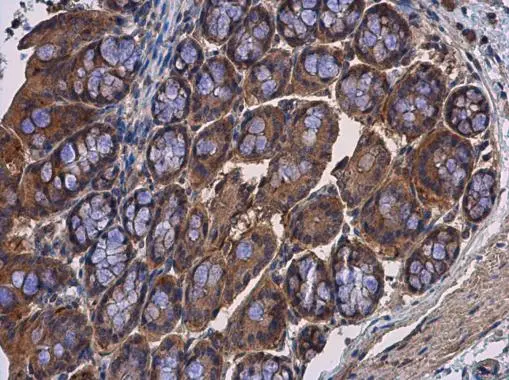 Calpain 2 antibody [N2C1-2], Internal detects Calpain 2 protein at cytoplasm in mouse colon by immunohistochemical analysis. Sample: Paraffin-embedded mouse colon. Calpain 2 antibody [N2C1-2], Internal (GTX111809) diluted at 1:500. 
 Antigen Retrieval: Citrate buffer, pH 6.0, 15 min