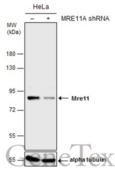 Non-transfected (–) and transfected (+) HeLa whole cell extracts (30 μg) were separated by 7.5% SDS-PAGE, and the membrane was blotted with Mre11 antibody [C1C3-2] (GTX111814) diluted at 1:1000.