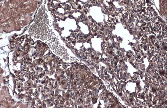 Wnt9a antibody [N1N2], N-term detects Wnt9a protein at cytoplasm by immunohistochemical analysis. Sample: Paraffin-embedded mouse lung. Wnt9a stained by Wnt9a antibody [N1N2], N-term (GTX111855) diluted at 1:500. Antigen Retrieval: Citrate buffer, pH 6.0, 15 min
