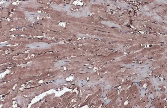 Wnt9a antibody [N1N2], N-term detects Wnt9a protein at cytoplasm by immunohistochemical analysis. Sample: Paraffin-embedded rat heart. Wnt9a stained by Wnt9a antibody [N1N2], N-term (GTX111855) diluted at 1:500. Antigen Retrieval: Citrate buffer, pH 6.0, 15 min