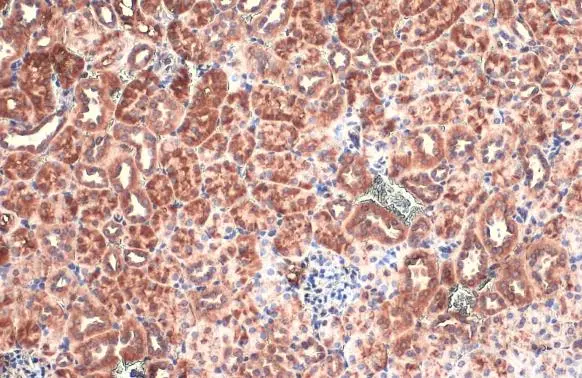 BNIP3L antibody detects BNIP3L protein at cytoplasm by immunohistochemical analysis. Sample: Paraffin-embedded mouse kidney. BNIP3L stained by BNIP3L antibody (GTX111876) diluted at 1:500. Antigen Retrieval: Citrate buffer, pH 6.0, 15 min