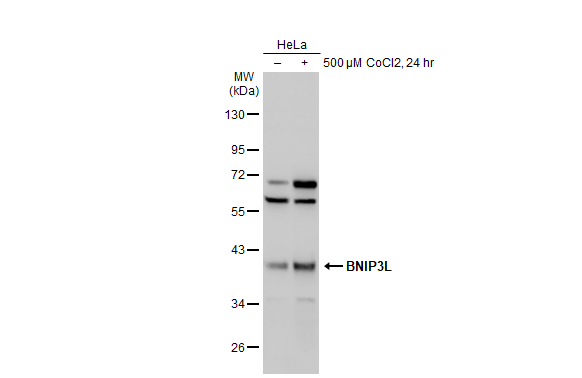 BNIP3L antibody