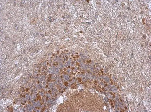 NDUFB5 antibody detects NDUFB5 protein at cytoplasm in rat brian by immunohistochemical analysis. Sample: Paraffin-embedded rat brian. NDUFB5 antibody (GTX111880) diluted at 1:500. 
 Antigen Retrieval: Citrate buffer, pH 6.0, 15 min