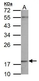 NDUFB5 antibody detects NDUFB5 protein by Western blot analysis. A. 50 μg mouse brain lysate/extract 12 % SDS-PAGE NDUFB5 antibody (GTX111880) dilution: 1:1000