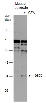 Untreated (–) and treated (+) mouse leukocyte extracts (30 μg) were separated by 10% SDS-PAGE, and the membrane was blotted with DEDD antibody (GTX111882) diluted at 1:500. The HRP-conjugated anti-rabbit IgG antibody (GTX213110-01) was used to detect the primary antibody.