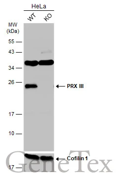 Wild-type (WT) and PRX III knockout (KO) HeLa cell extracts (30 μg) were separated by 12% SDS-PAGE, and the membrane was blotted with PRX III antibody [C2C3], C-term (GTX111887) diluted at 1:500. The HRP-conjugated anti-rabbit IgG antibody (GTX213110-01) was used to detect the primary antibody.