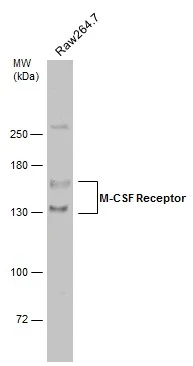 Whole cell extract (30 ug) was separated by 5% SDS-PAGE,and the membrane was blotted with M-CSF Receptor antibody (GTX111946) diluted at 1:500. The HRP-conjugated anti-rabbit IgG antibody (GTX213110-01) was used to detect the primary antibody.