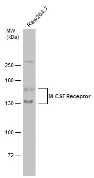 Whole cell extract (30 μg) was separated by 5% SDS-PAGE, and the membrane was blotted with M-CSF Receptor antibody (GTX111946) diluted at 1:500. The HRP-conjugated anti-rabbit IgG antibody (GTX213110-01) was used to detect the primary antibody.