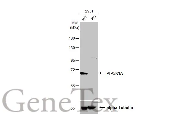 Wild-type (WT) and PIP5K1A knockout (KO) 293T cell extracts (30 μg) were separated by 7.5% SDS-PAGE, and the membrane was blotted with PIP5K1A antibody [N1N3] (GTX111953) diluted at 1:2000. The HRP-conjugated anti-rabbit IgG antibody (GTX213110-01) was used to detect the primary antibody.