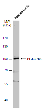 FLJ32786 antibody [N2C1], Internal