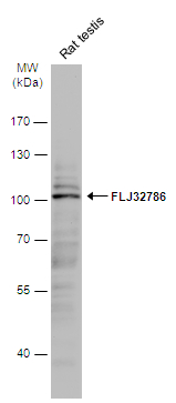 FLJ32786 antibody [N2C1], Internal
