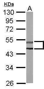 Sample (50 ug of whole cell lysate) A: mouse brain 10% SDS PAGE GTX111982 diluted at 1:10000