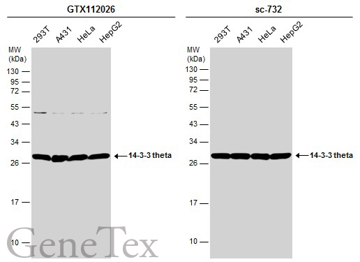 Various whole cell extracts (30 μg) were separated by 12% SDS-PAGE, and the membranes were blotted with 14-3-3 theta antibody [N1C3-2] (GTX112026) diluted at 1:1000 and competitor's antibody (sc-732) diluted at 1:1000. The HRP-conjugated anti-rabbit IgG antibody (GTX213110-01) was used to detect the primary antibody.