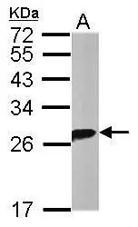 Sample (20 ug of whole cell lysate) A: mouse brain 12% SDS PAGE GTX112026 diluted at 1:10000